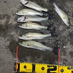 セイゴ（タイリクスズキ）