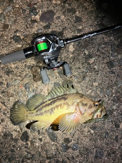 シマソイの釣果