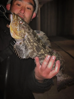 アイナメの釣果