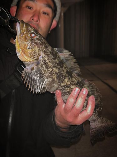 アイナメの釣果