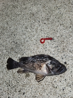 クロソイの釣果