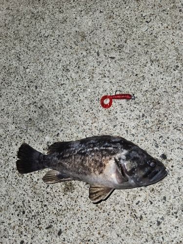 クロソイの釣果