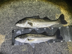 シーバスの釣果