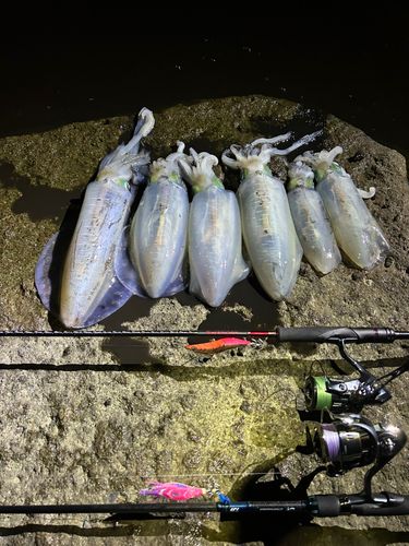 アオリイカの釣果