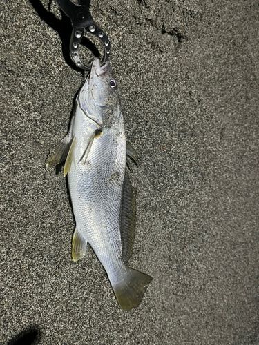 ニベの釣果