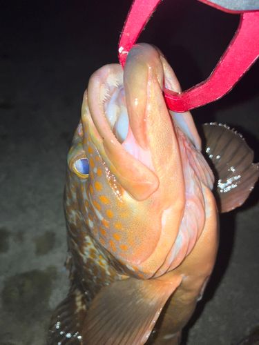 キジハタの釣果