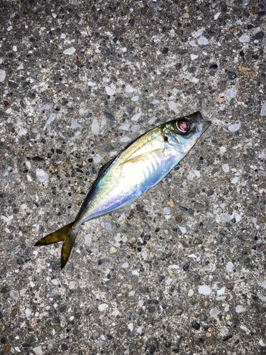 マアジの釣果