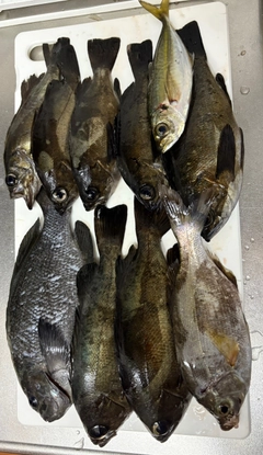 シロメバルの釣果