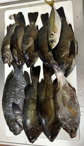 シロメバルの釣果