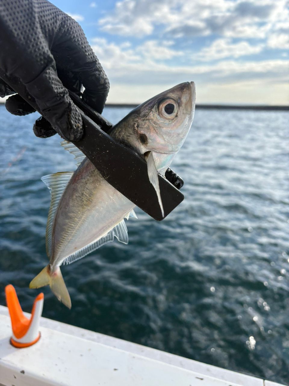 優佳さんの釣果 1枚目の画像