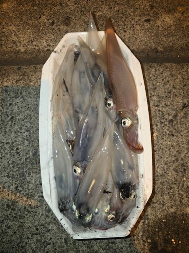 ヤリイカの釣果