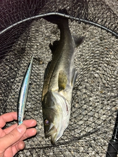 フッコ（マルスズキ）の釣果