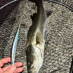 フッコ（マルスズキ）