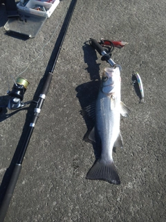 ヒラスズキの釣果