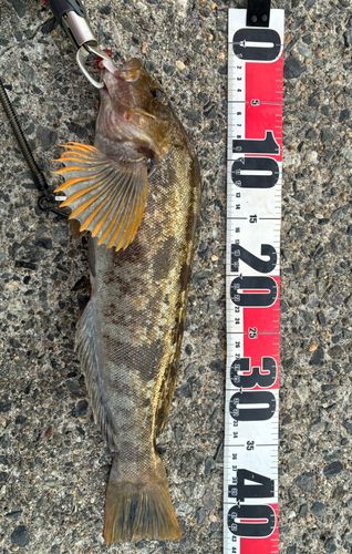 アイナメの釣果