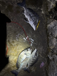 クロダイの釣果