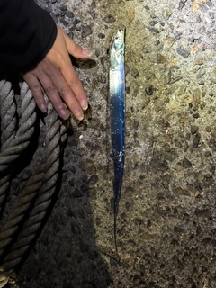 タチウオの釣果