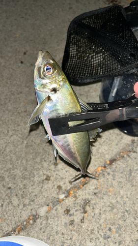 マアジの釣果
