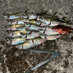 アジの釣果