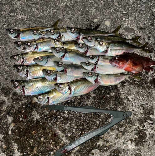 アジの釣果