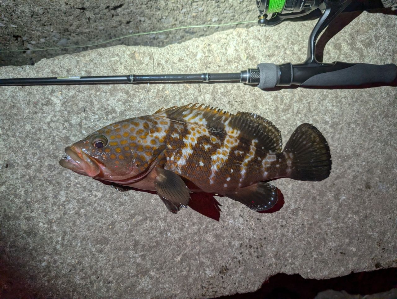 AbuGarcia バスフィールド BSFS-622ULの最安値・インプレ・釣果 | 本音
