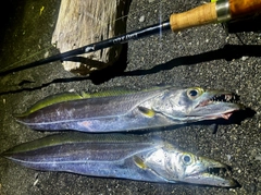 タチウオの釣果