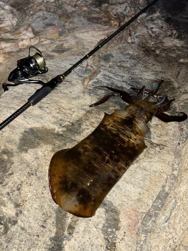 アオリイカの釣果