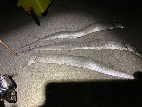 タチウオの釣果