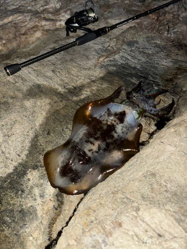 アオリイカの釣果