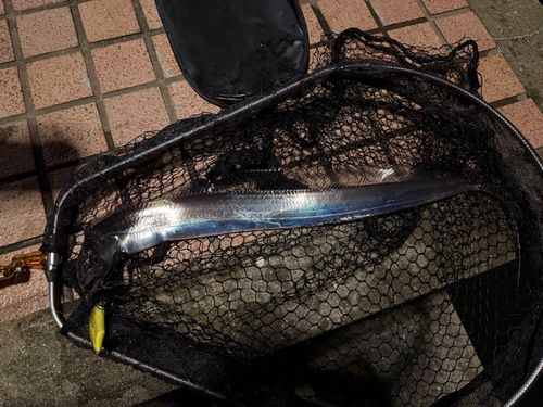 タチウオの釣果