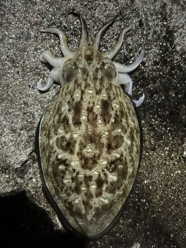 モンゴイカの釣果