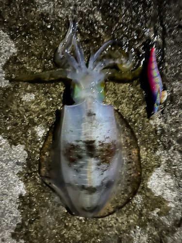 アオリイカの釣果