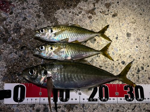 アジの釣果