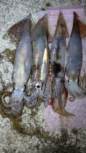 スルメイカの釣果