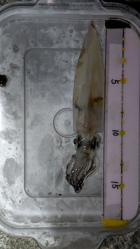 ヤリイカの釣果