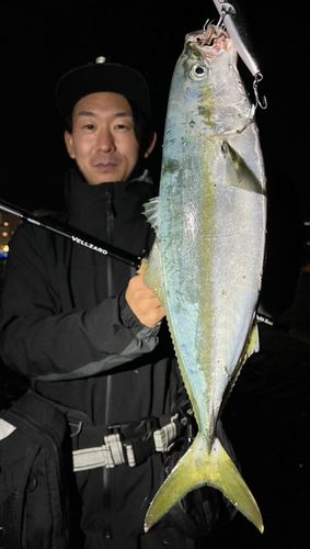 イナダの釣果