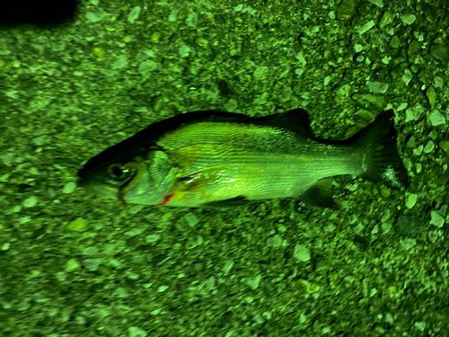 セイゴ（ヒラスズキ）の釣果