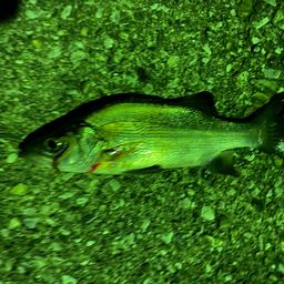 セイゴ（ヒラスズキ）