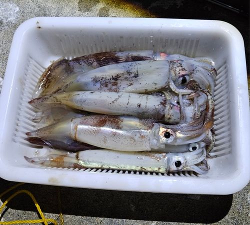 三陸海岸（岩手）