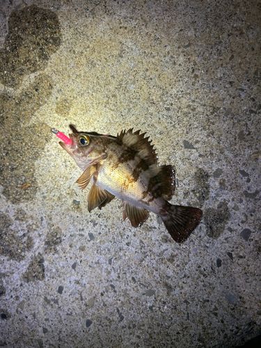 シロメバルの釣果