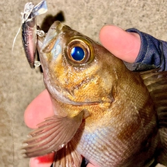 メバルの釣果
