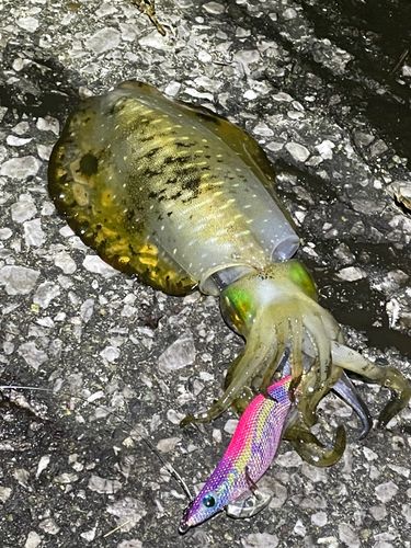 アオリイカの釣果