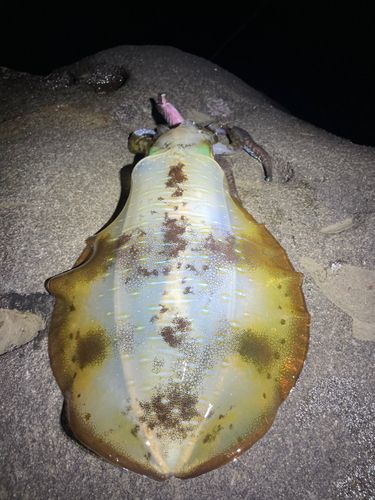 東京湾（富津〜金谷）