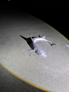 ホシザメの釣果