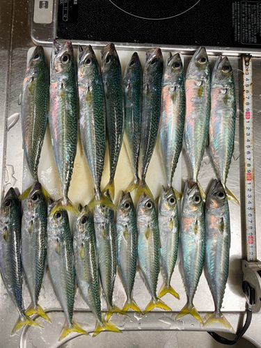 サバの釣果