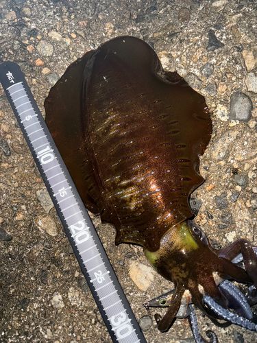 アオリイカの釣果