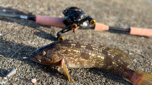 アイナメの釣果