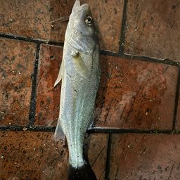 セイゴ（マルスズキ）