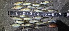 アジの釣果