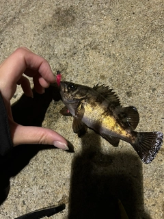 シロメバルの釣果